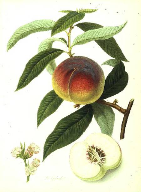 The Galande Peach from William Hooker