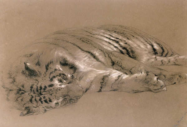 A Sleeping Tiger from William Huggins