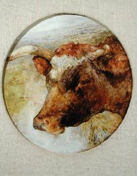Head of a Longhorn Cow