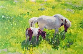 Piebald horse and foal (oil on board) 