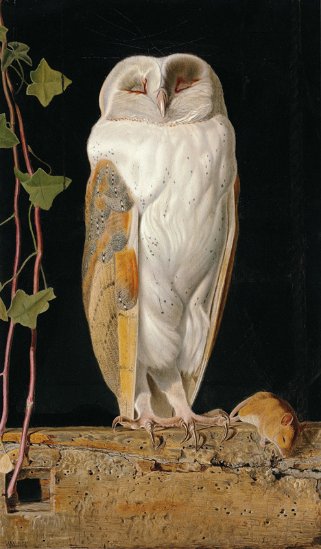 Die Schleiereule (The White Owl) from William J. Webb or Webbe