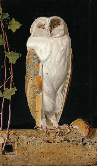 Die Schleiereule (The White Owl)