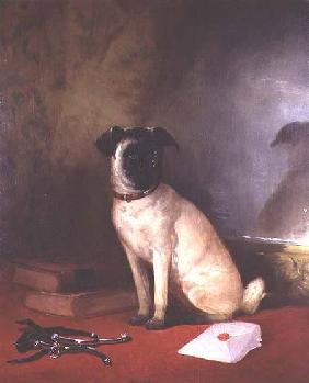 Reflection - Portrait of a Pug