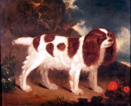 King Charles Spaniel from William Thompson