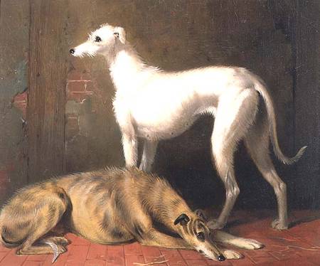 Dreaming of the Chase: Scottish Deerhounds from William u. Henry Barraud