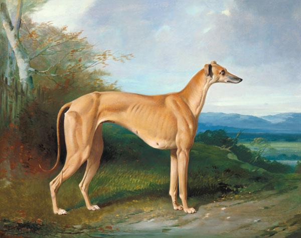 The Greyhound Bitch Lydia