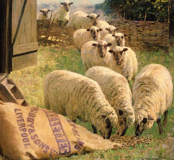 Sheep feeding from an upturned grain bag (oil on canvas)  from William Gunning King