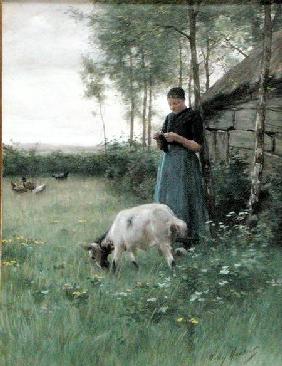 A Dutch girl with goat and chickens