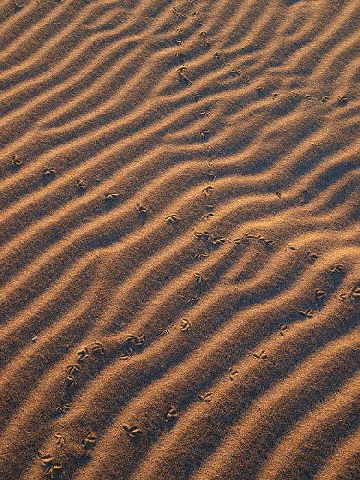 dunes from Wolfgang Simlinger