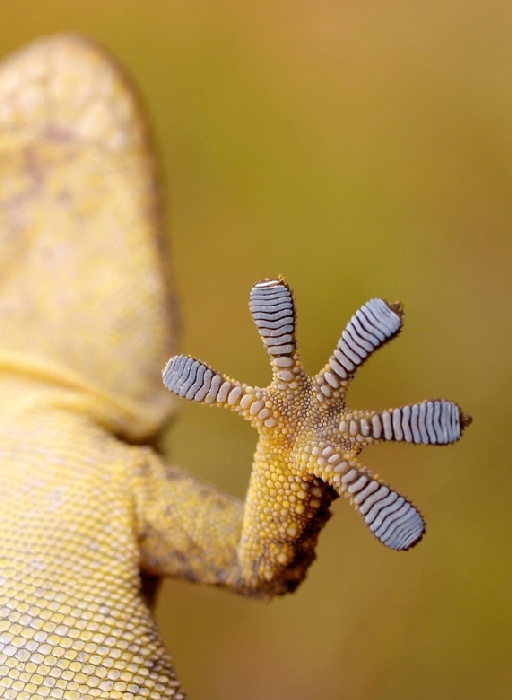 gecko from Wolfgang Simlinger