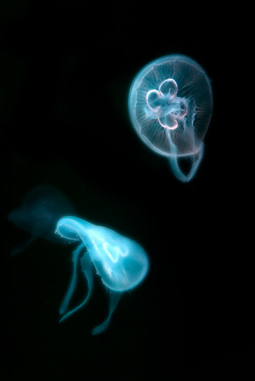 jellies from Wolfgang Simlinger