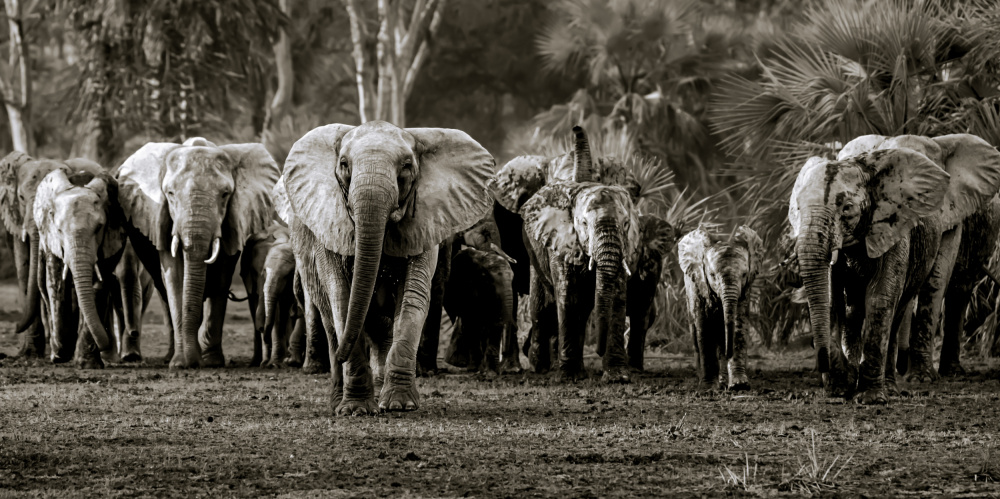 Elefantenherde,Gorongosa NP from Wyn Lewis-Bevan