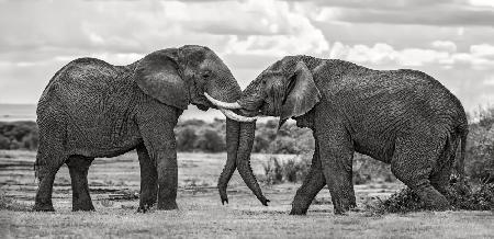 Elefantenbullen spielen