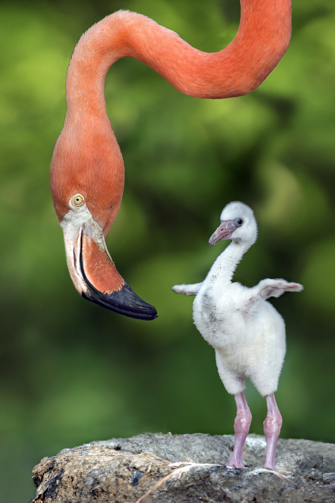 Flamingo mit Küken from Xavier Ortega
