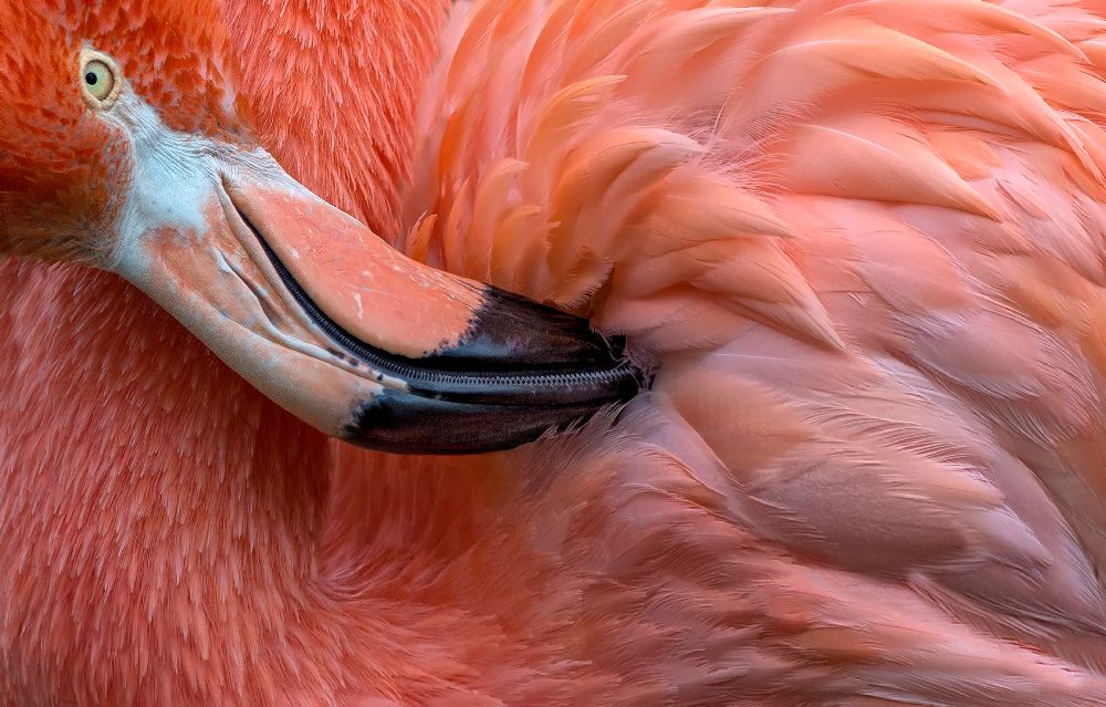 Flamingo Close Up from Xavier Ortega