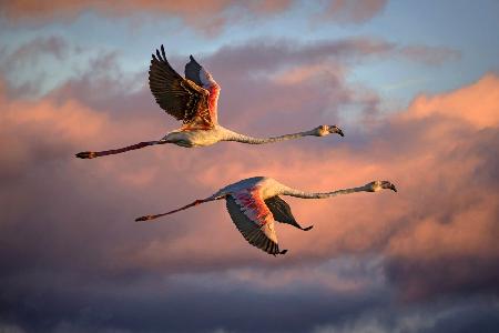 Flamingos bei Sonnenuntergang