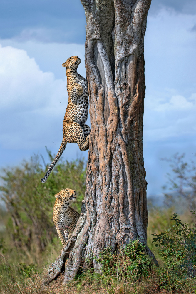 Leopard und ihr Sohn klettern auf einen Baum from Xavier Ortega