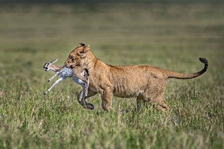 Löwenjunges mit Gazelle
