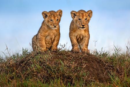 Neugierige Löwenbabys