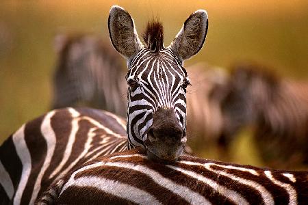 Zebra ruht