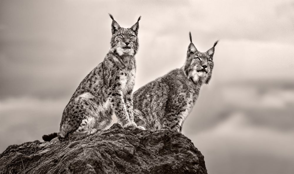 Two Lynx on rock from Xavier Ortega