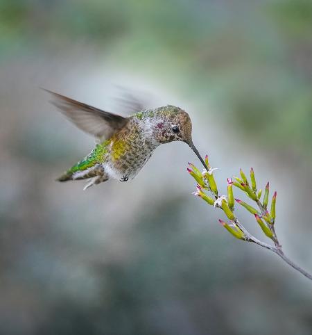 Kleiner Kolibri und kleine Blume