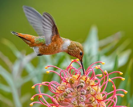 Kolibri und Grevillea-Blume