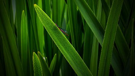Versteckte Libelle