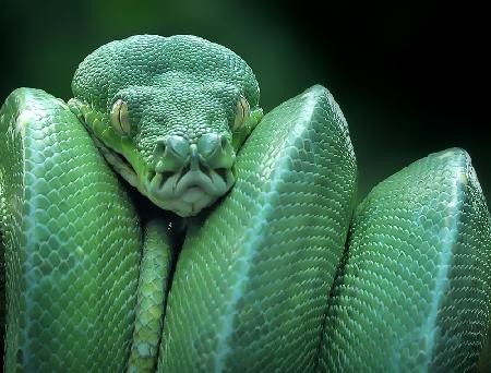 Schlange (GTP / Green Tree Python)
