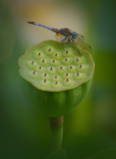Libelle auf Lotus