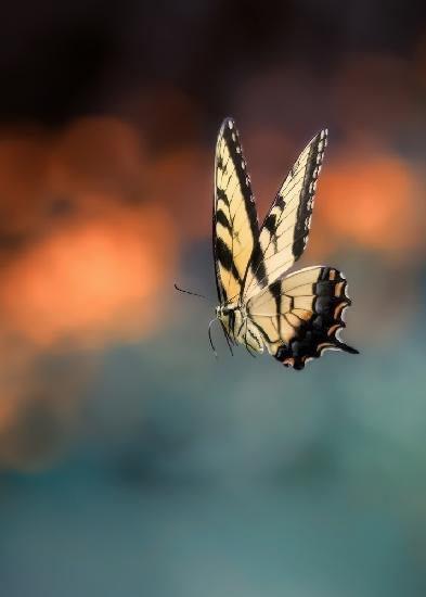 Fliegender Schmetterling