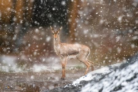 Bambi im Schnee