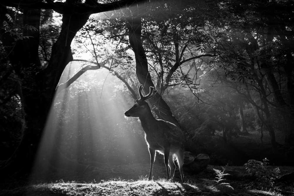 Light and Deer from Yoshinori Matsui