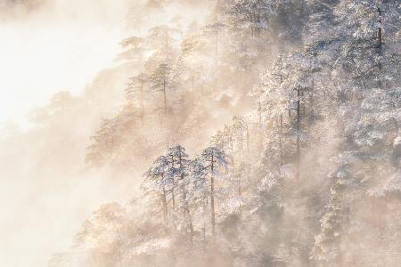 Pinus taiwanensis in den Wolken.