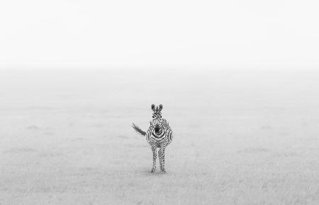 Einsames Zebra