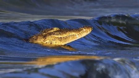 Krokodilsurfen im Sonnenuntergang