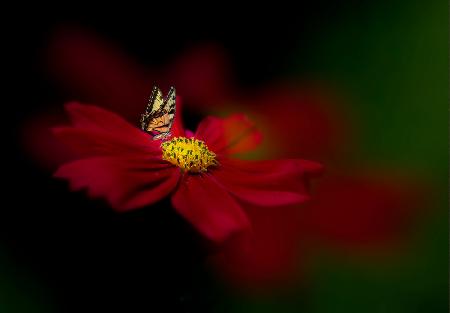 Schmetterlings-Liebes-Blume