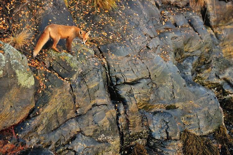 Fox on the Rocks from Yves Adams