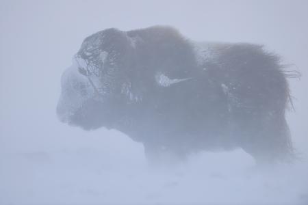 Porträt eines Moschusochsen im Kampf gegen einen winterlichen Schneesturm