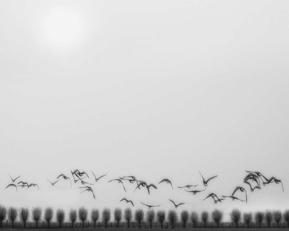 Seagulls over the fields from Yvette Depaepe
